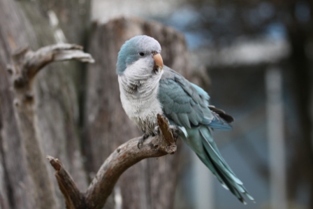 Parrocchetto - Parakeet